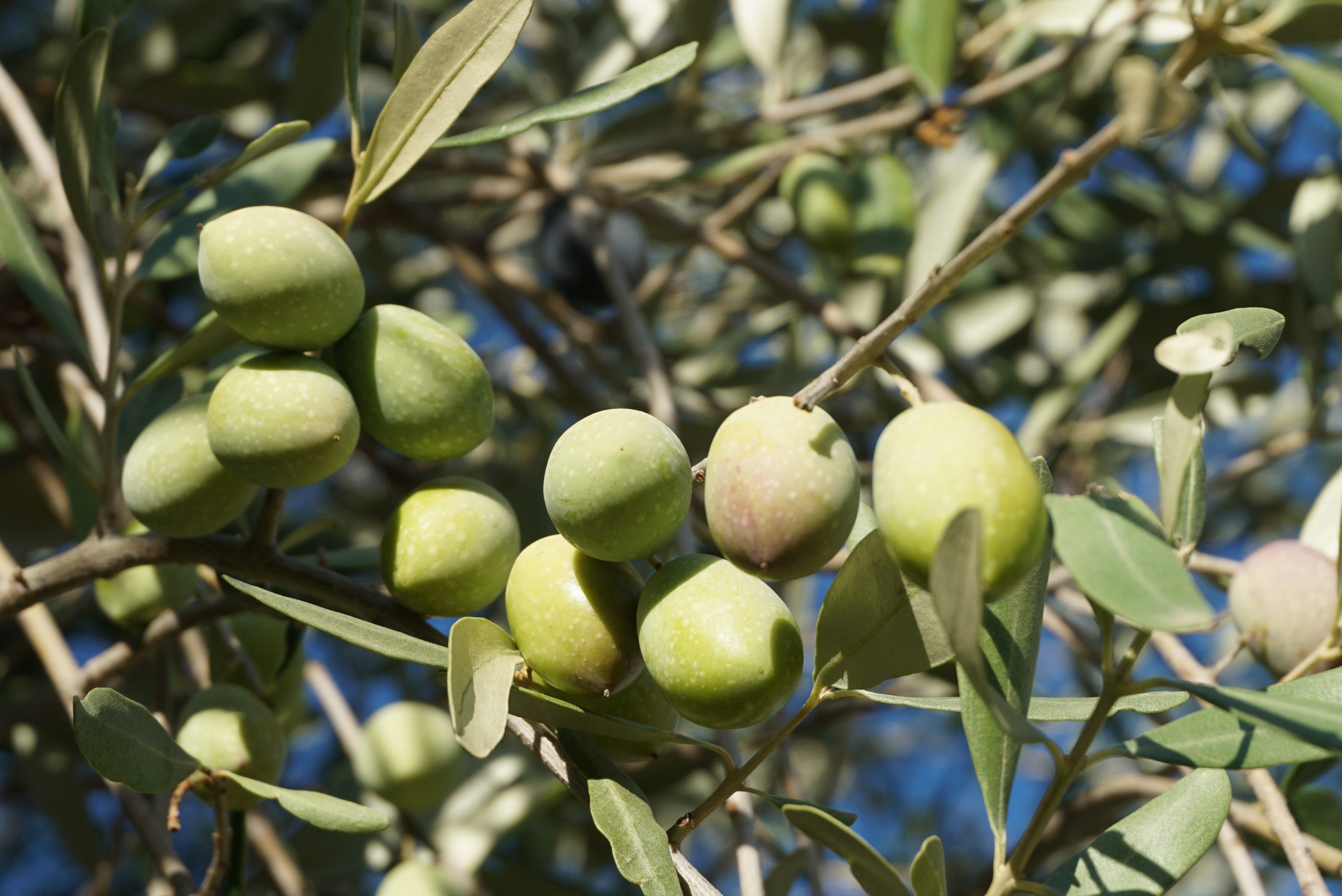 Moresca olives