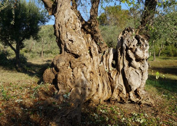 thousand years old olive tree 5-7 small
