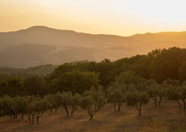 Olive grove in hill_S
