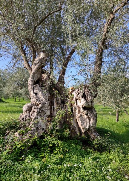 Digging into the past of olive trees.