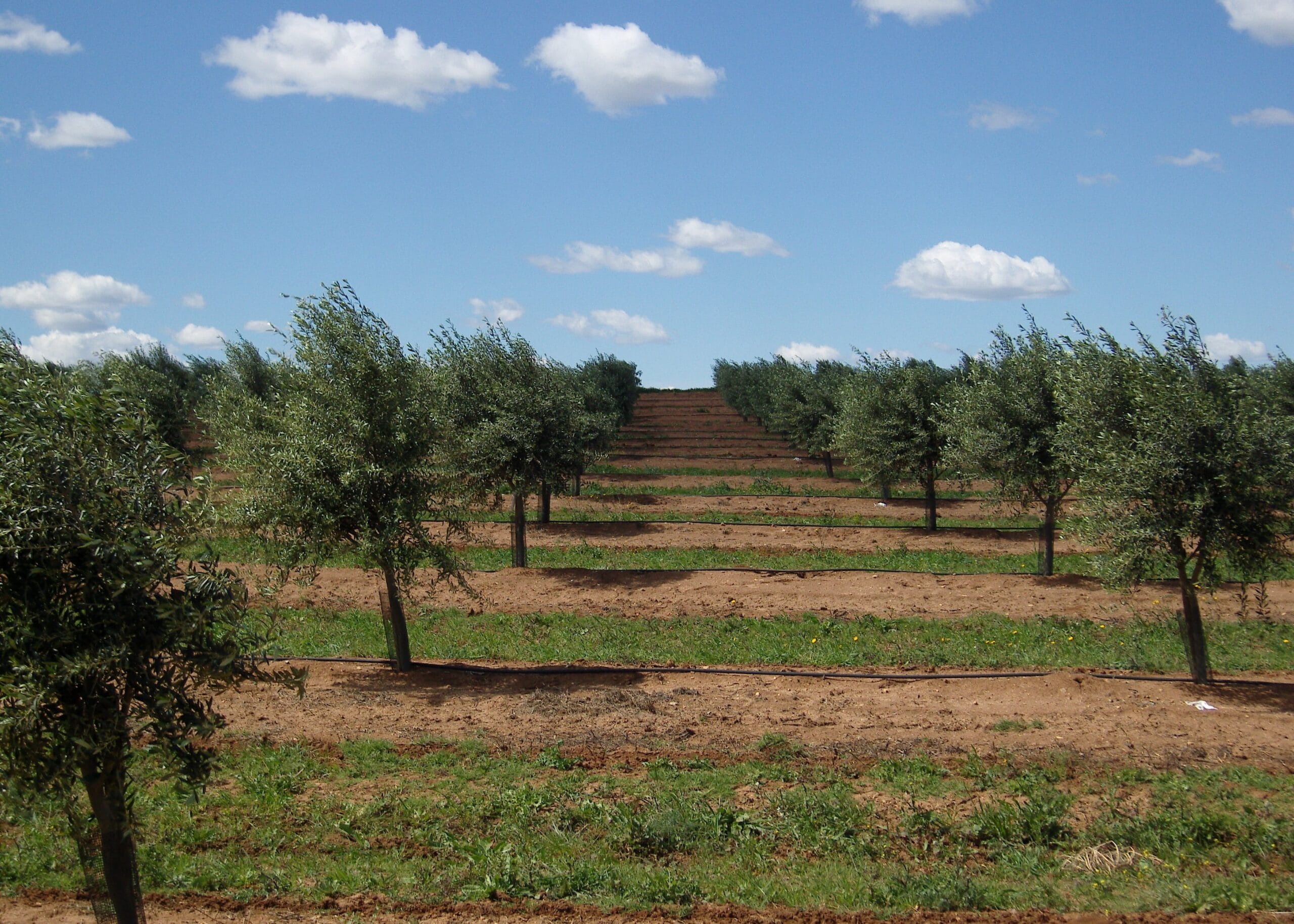 Water usage in olive oil production